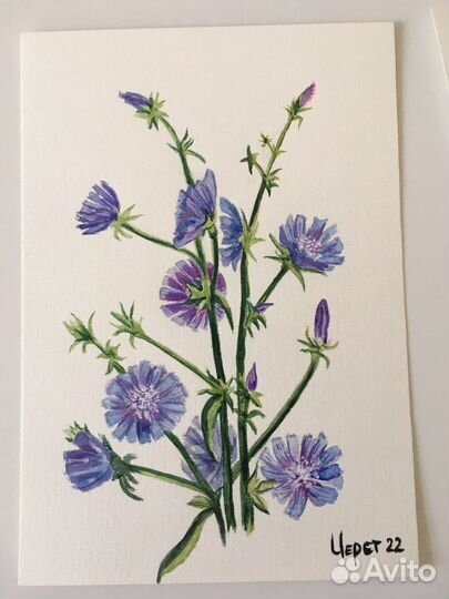 Этюды акварелью Цветы