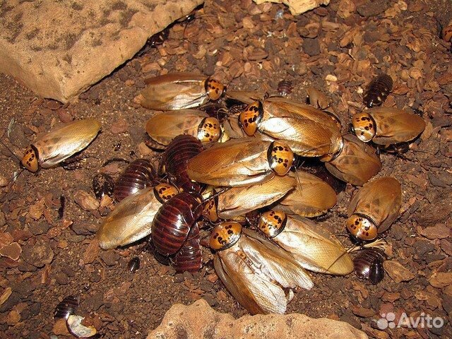 Мраморные тараканы архимандрит шеститочечный