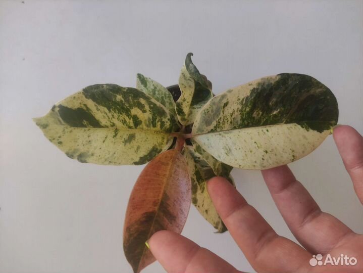 Фикус Шривериана