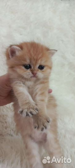 Британские котята золотая шиншилла