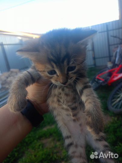 Отдам в добрые руки