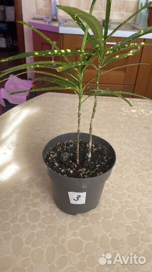 Комнатные цветы, излишки