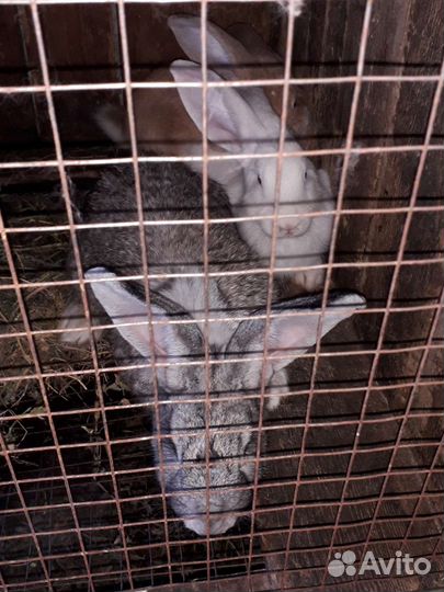 Кролики виликаны