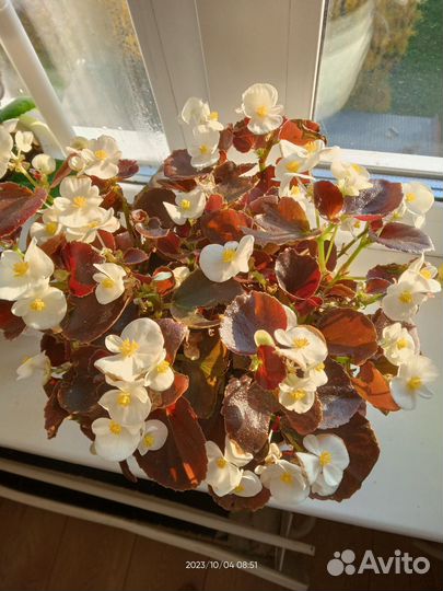 Бегония вечноцветущая