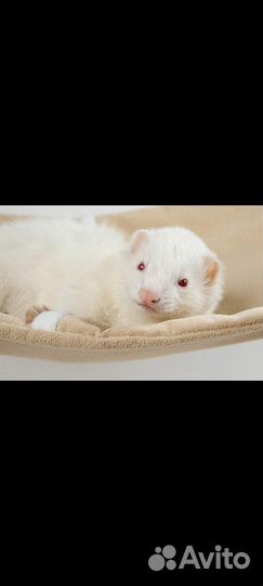 Норка Соболь Хорёк Ласка с доставкой по РФ