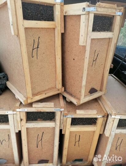 Пчелосемьи