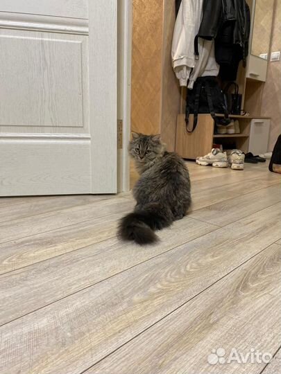 Шотландская прямоухая кошечка (котёнок)