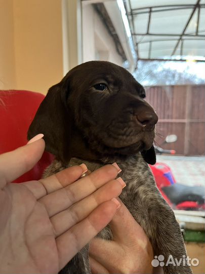 Курцхаар вязка