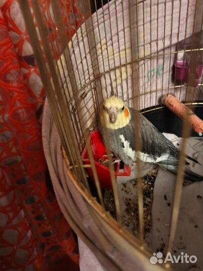 Попугай корелла с клеткой
