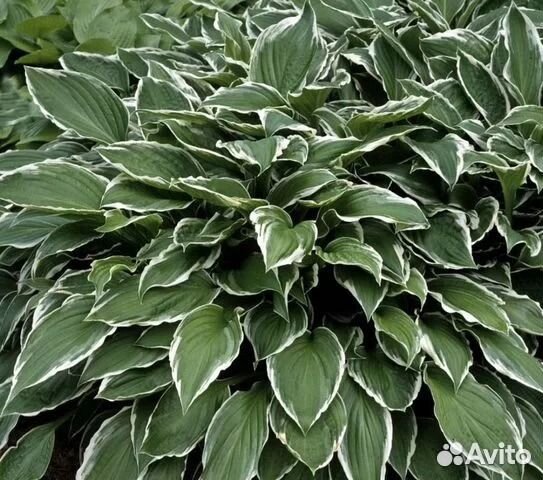 Хоста Альбомаргината