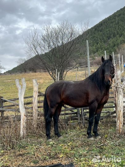 Жеребец карачаевской породы