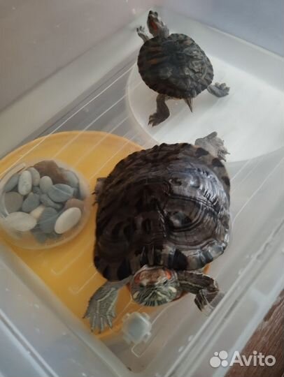Черепахи