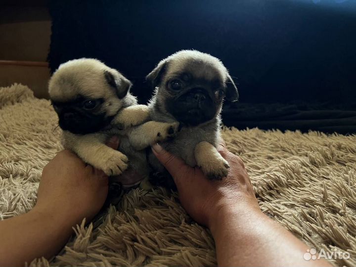 Щенки мопса