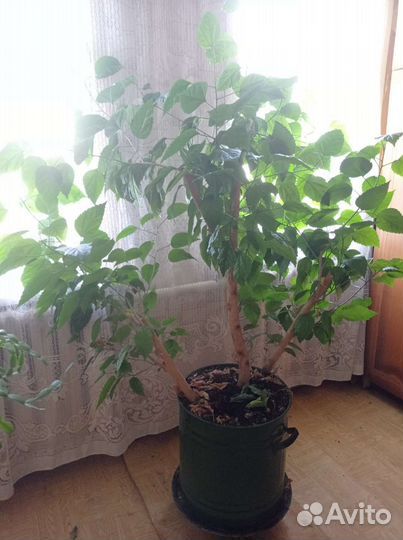 Гибискус китайская роза