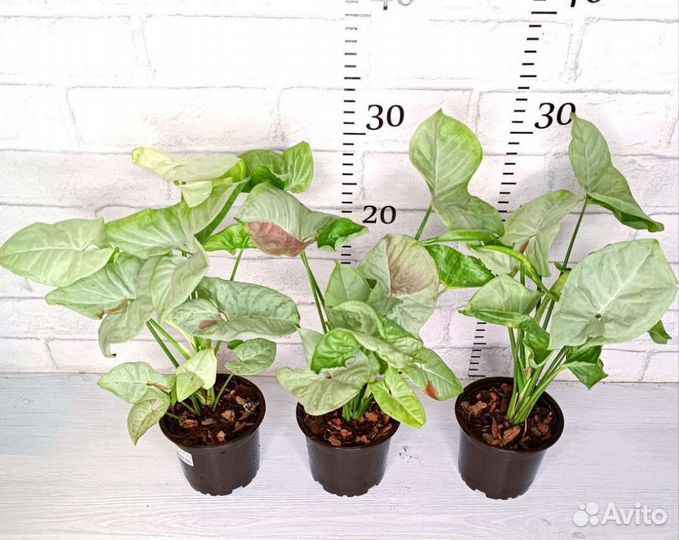 Сингониумы сортовые