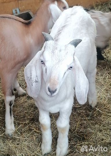 Коза и козел англо-нубийская порода