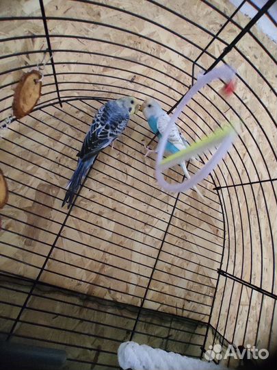 Волнистые попугаи с клеткой