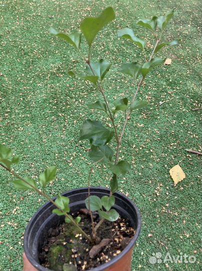 Сирень Мейера