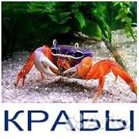 Радужный краб для аквариума в магазине