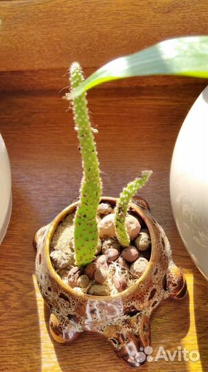 Кактусница черепашка