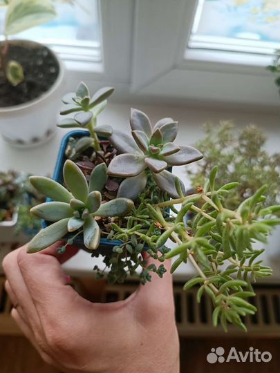 Суккуленты,эхеверия шавиана