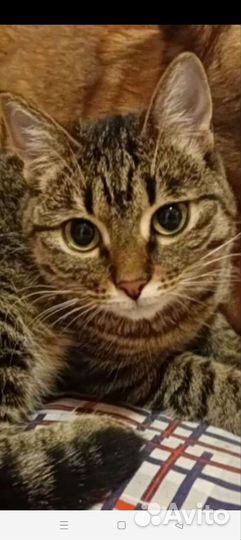 Европейская