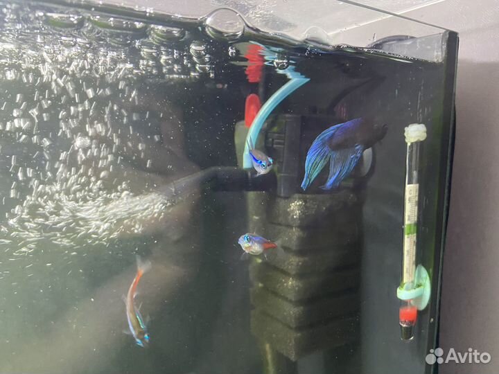 Аквариум