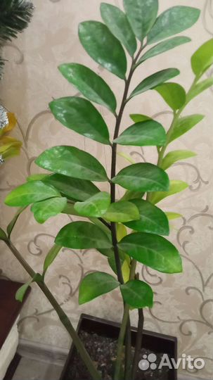 Замиокулькас большой