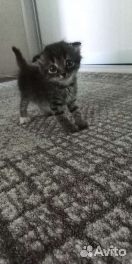 Котята в добрые руки бесплатно