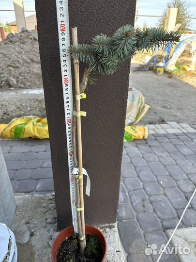 Ель колючая Белобок