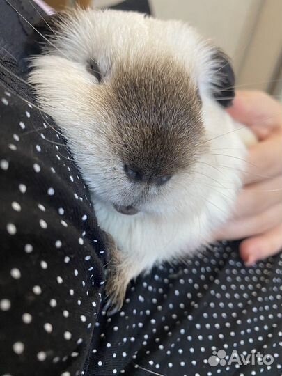 Морская свинка вязка
