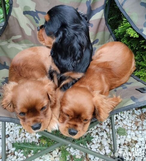 Кавалер кинг чарльз спаниель