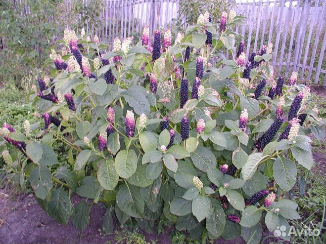 Лаконос Американский.Фитолакка.Семена.Многолетники