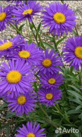 Многолетники