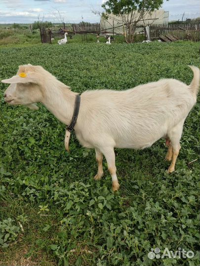 Коза,козлята,баранчик и нубийский козел на вязку