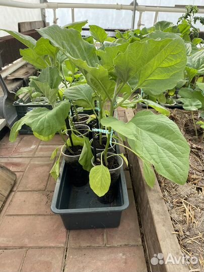 Рассада томатов, перца, баклажан, клубники