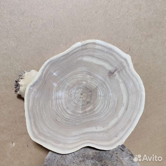 Слэб карагача