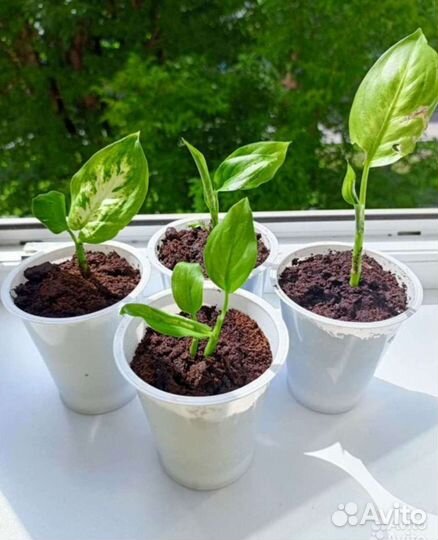 Диффенбахия