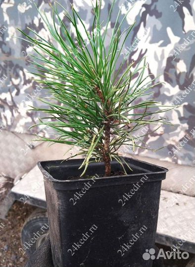 Саженцы кедра от производителя