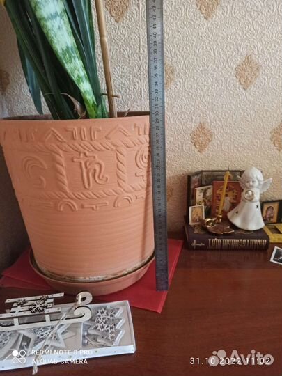 Сансевиерия тещин язык щучий хвост