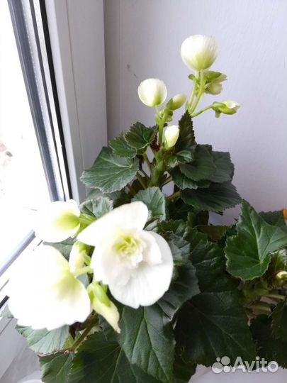 Бегония элатиор