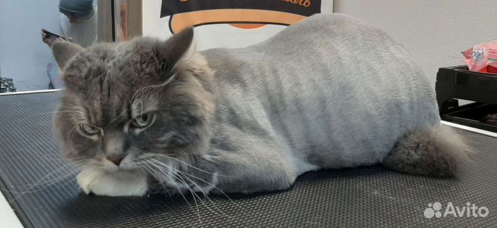 Стрижка собак и кошек