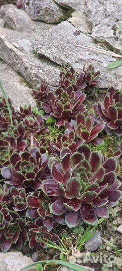 Растения для сада