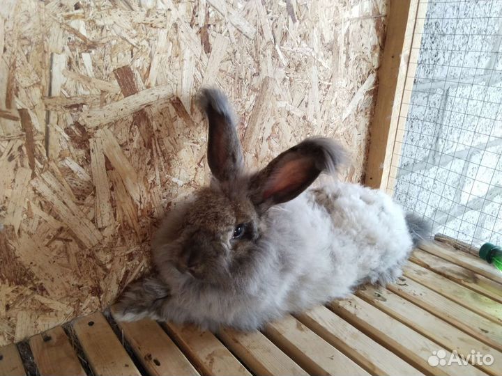 Кролик ангорский