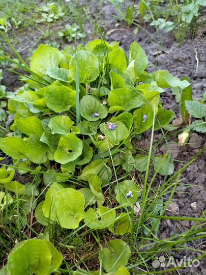 Сныть Вариегата, птицемлечник, маргаритки