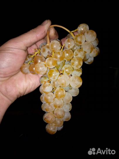 Виноград технический