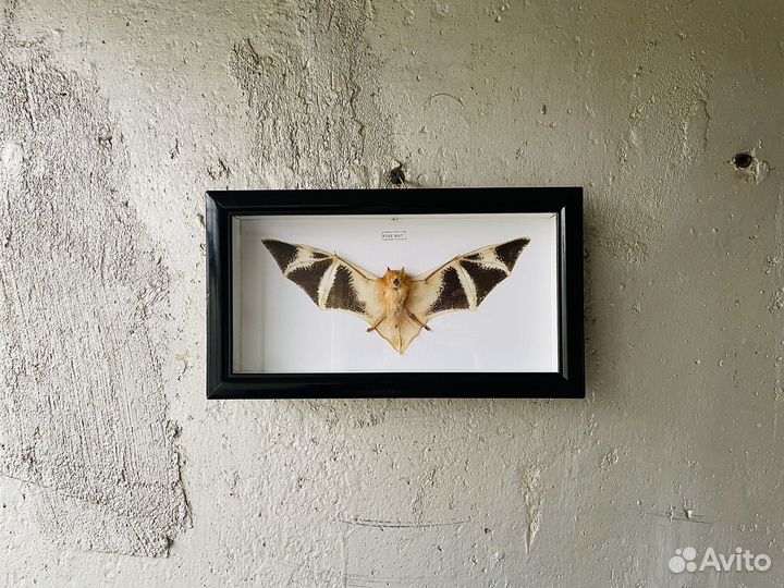 Летучая мышь. Kerivoula Picta. Fire Bat