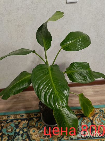 Комнатные цветы