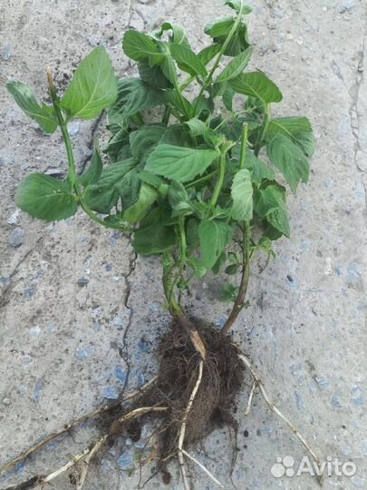 Мята лимонная