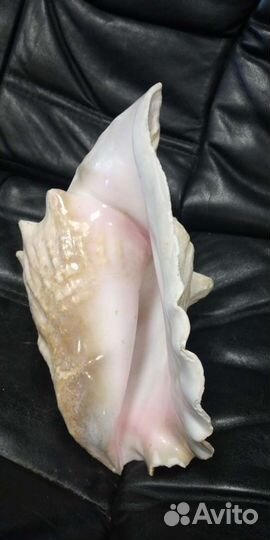 Ракушка огромная морская